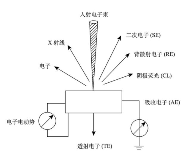 掃描電鏡的結構及工作原理 掃描電鏡的結構及工作原理