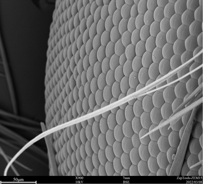 臺式掃描電鏡能譜一體機應用1.png 臺式掃描電鏡能譜一體機應用1.png